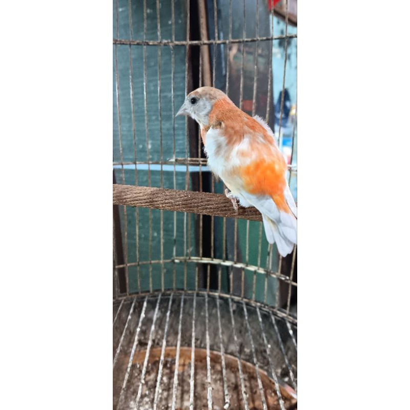 REDSISKIN DOBEL DILUT