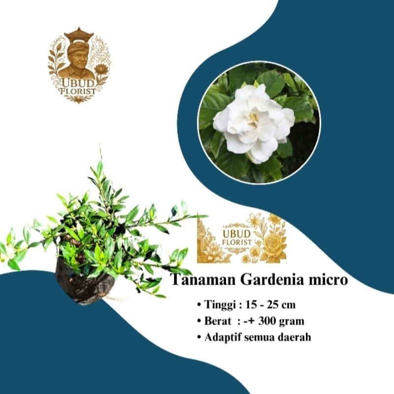 Bibit Tanaman Hias Gardenia Micro - Tanaman Hiasan - Ubudflorist