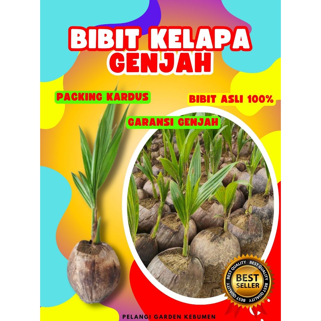 TERLARIS.. Bibit Buah Kelapa Entok, Bibit Buah Kelapa Entog, Bibit Buah Kelapa Entok Anakan