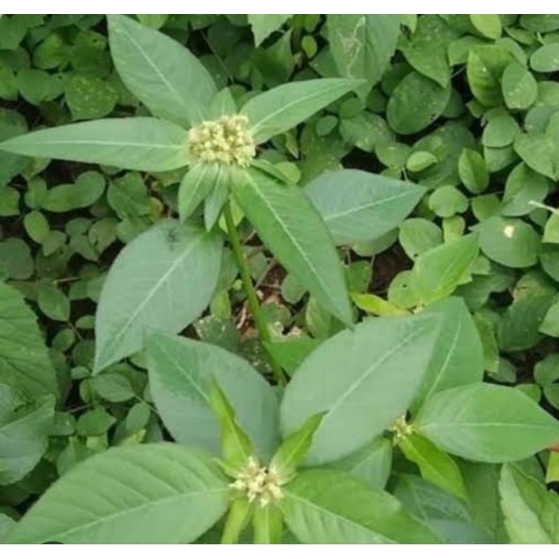 

Daun Katemas segar daun patikmas daun kastroli 250 gram-az