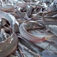 

Ikan lele hidup segar