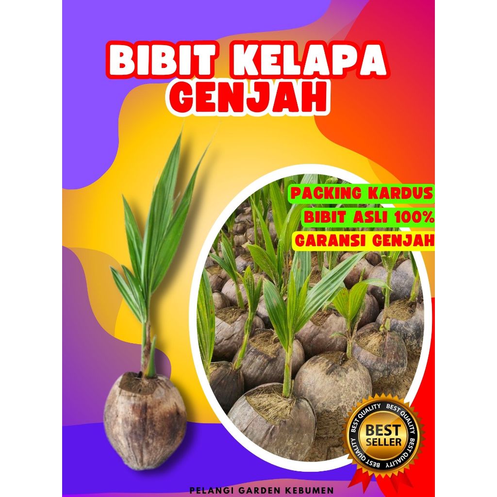 CEPAT PANEN.. Bibit Buah Kelapa Ijo, Bibit Buah Kelapa Ijo Asli, Bibit Buah Kelapa Ijo Jumbo
