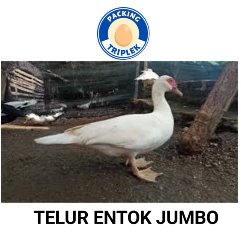 

telur entok jumbo bisa ditetasin // packing triplek