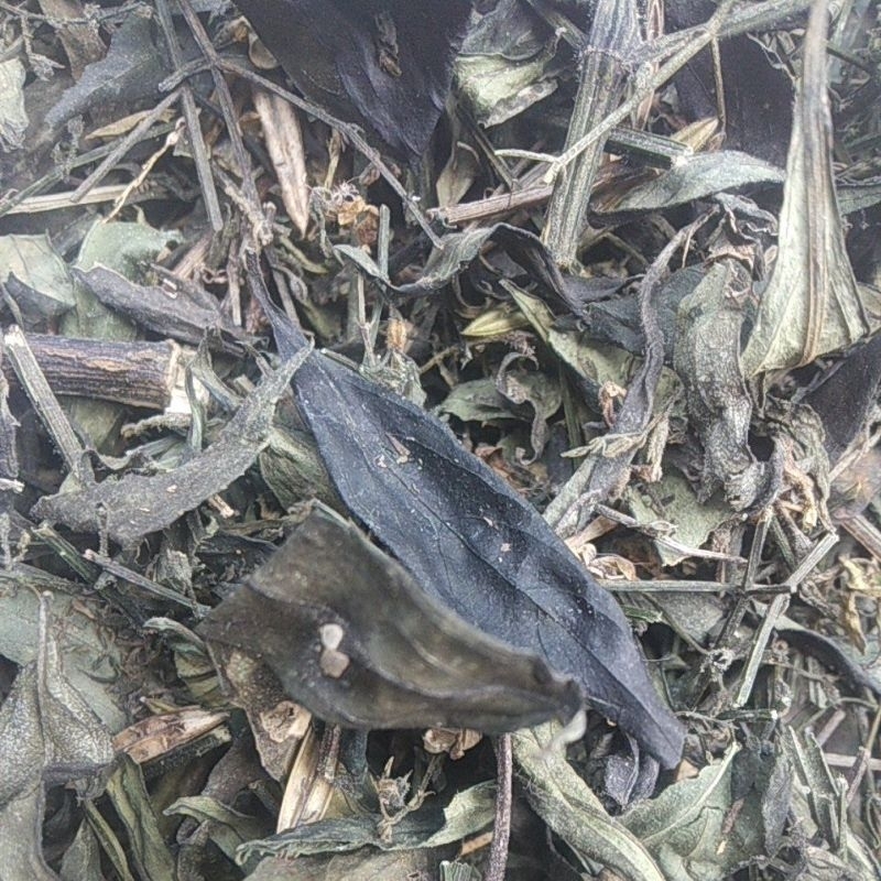 

daun sambiloto kering