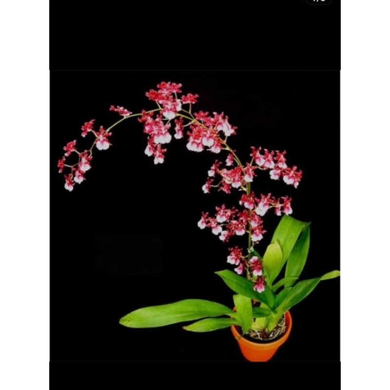 ANGGREK ONCIDIUM SHARRY baby 'red fantasy' Dewasa