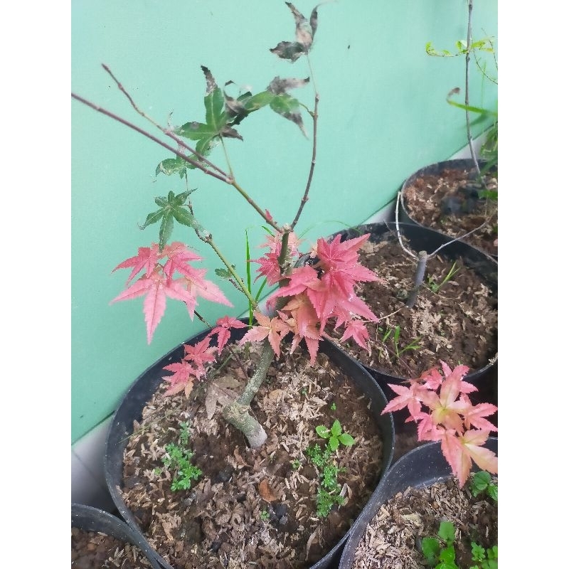 Paket 3 Jenis Acer Palmatum Maple Jepang/ Red Maple Japanese/ Golden Maple Japanese Katsura/ Green M