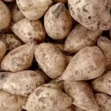 

Ubi Putih 500 gram