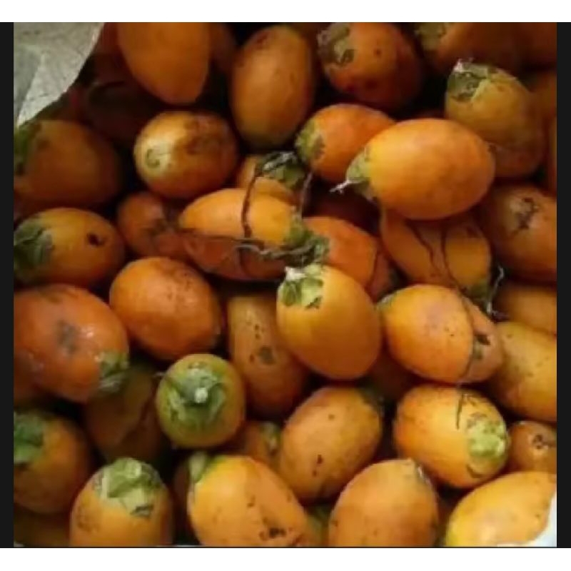

Jual buah pinang tua fress 1kg