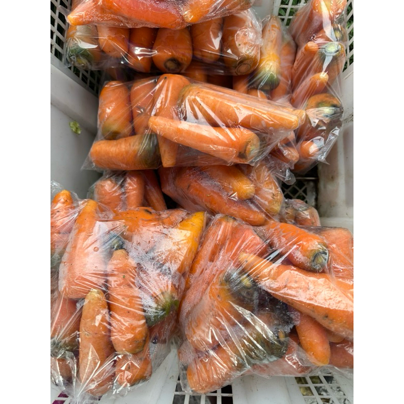 

Wortel Jawa Tahan lama