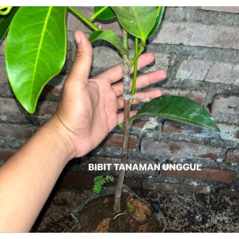 Bibit sawo jumbo black sapote okulasi