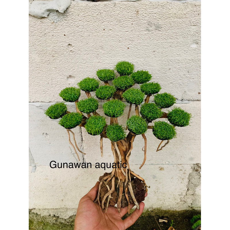 bonsai moss sintetis aquascape