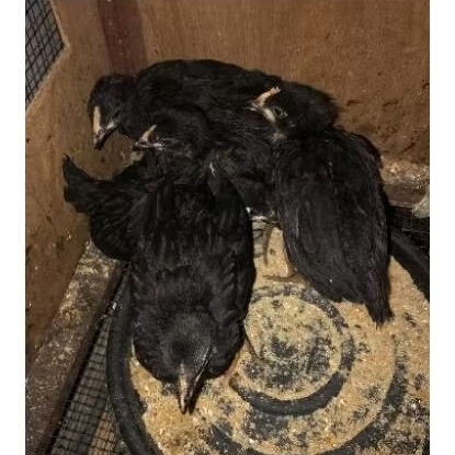 ayam australorp remaja