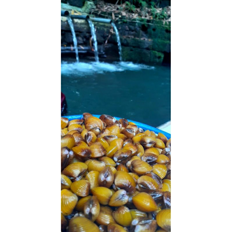 

Remis kerang kuning (emas)