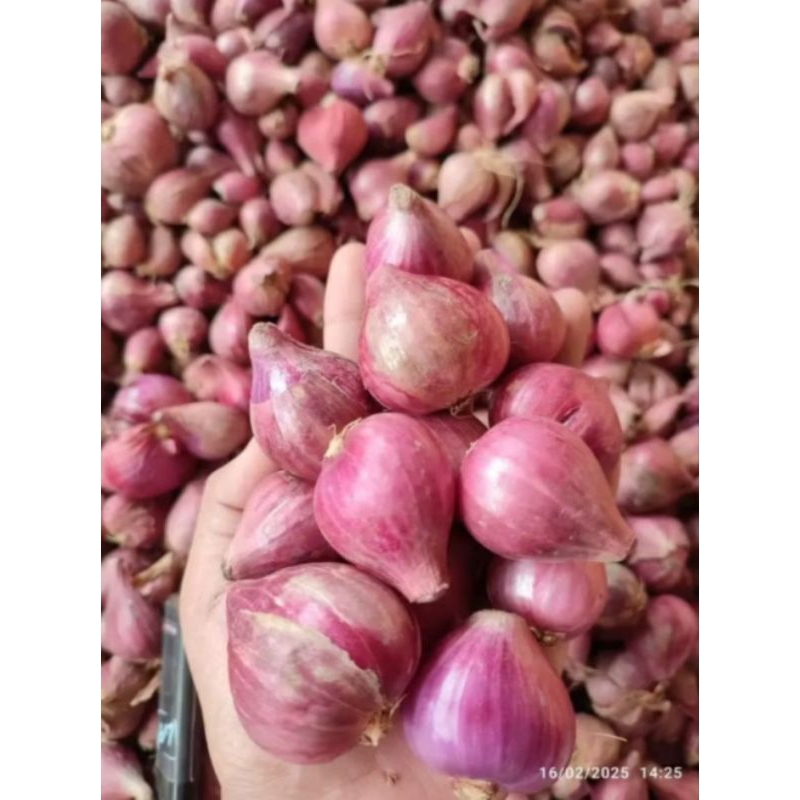 

bawang batu bali karet