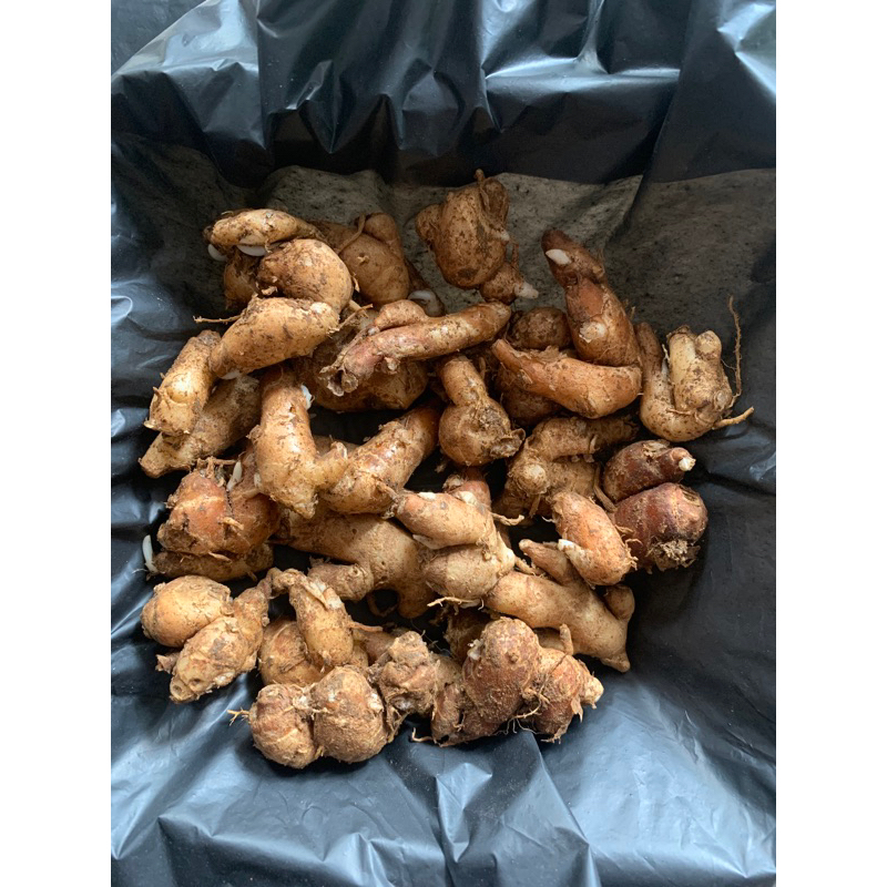 

Kencur Segar Rempahlu – 100(0)gr | Asli dari Lumajang, Segar & Wangi