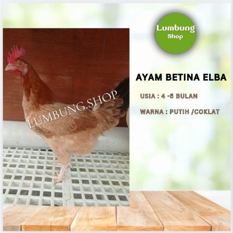 Ayam ELBA Betina /Ayam Kampung
