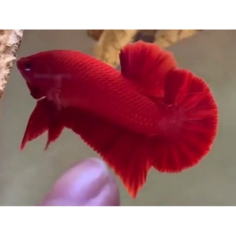 HIASAN AQUARIUM CUPANG SUPER RED