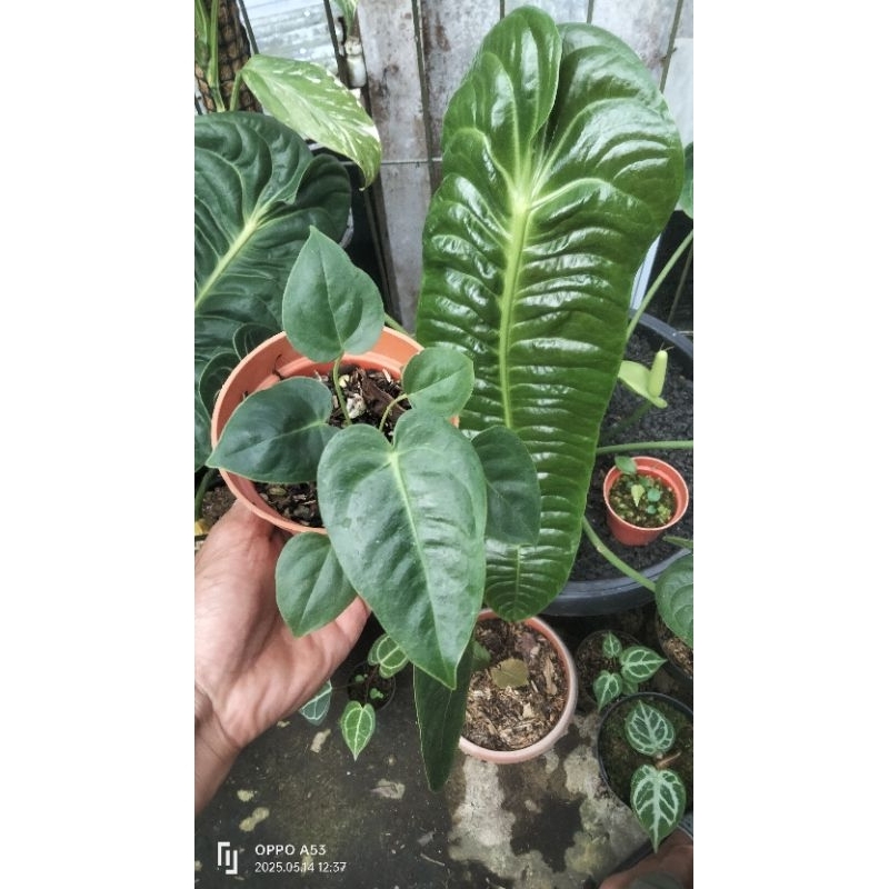 Anthurium veitchii king ori