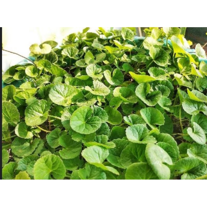 

daun antanan fresh murah 350 gram