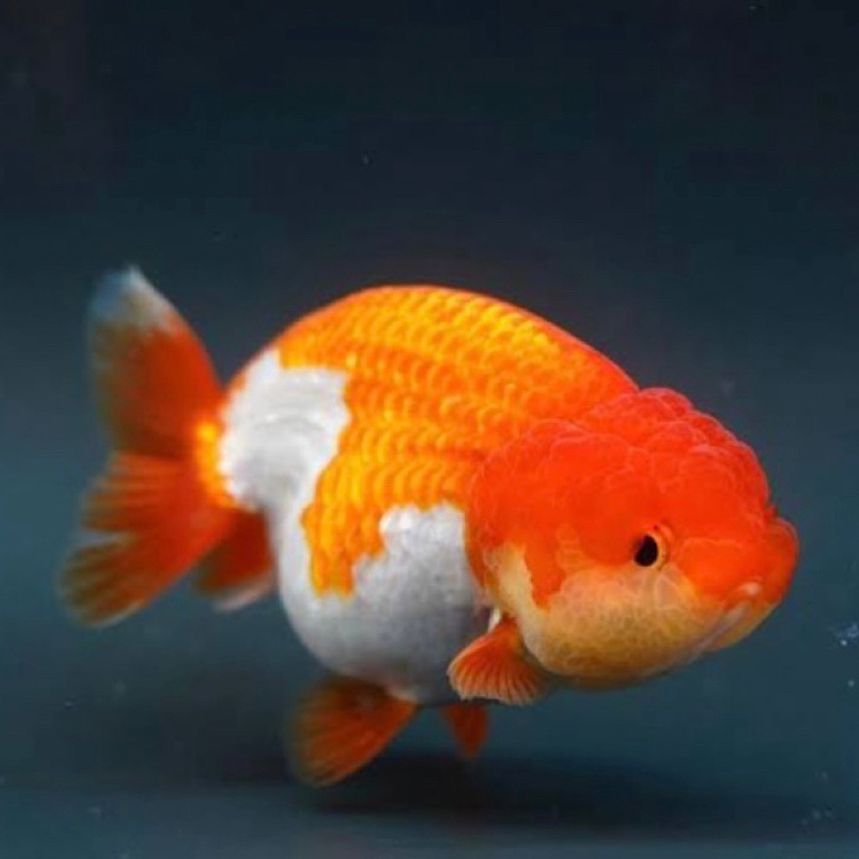 KODE F9I IKAN HIAS KOKI RANCU KOKI RANCU MERAH PUTIH KOKI RANCU PANCAWARNA  IKAN KOKI BULAT  IKAN HI