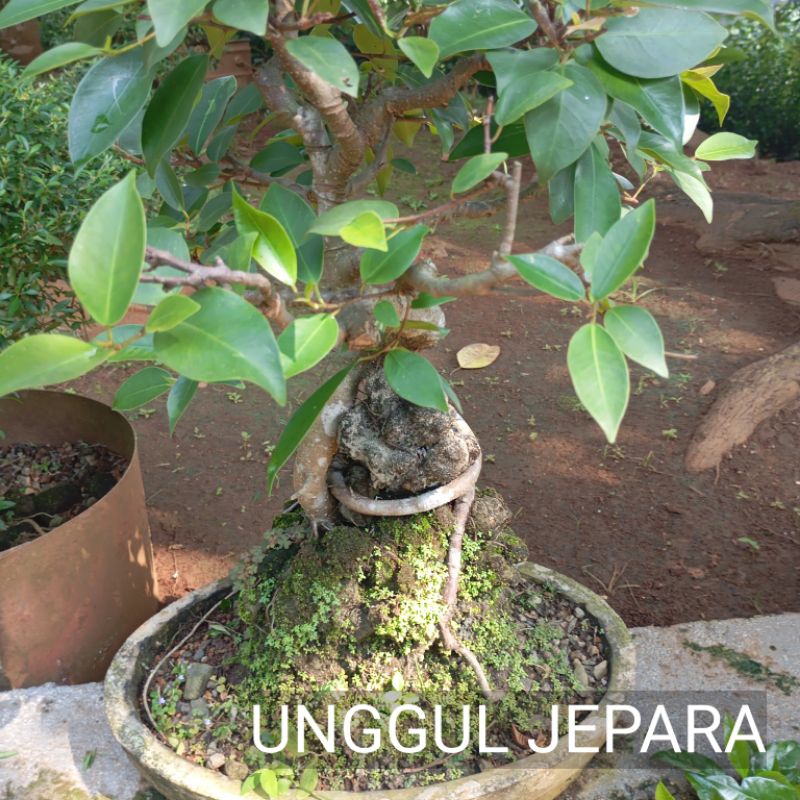 BONSAI BERINGIN ELEGAN
