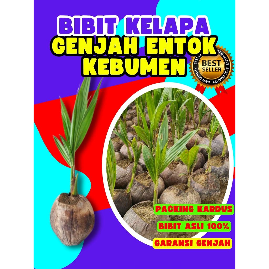 CEPAT PANEN.. Pohon Kelapa Asli, Pohon Kelapa Besar, Pohon Kelapa Bonsai
