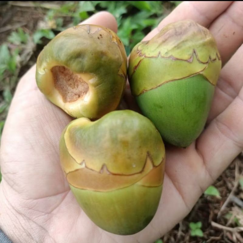 

Beluluk Kelapa / Tembuluk Kelapa Segar 6 Biji