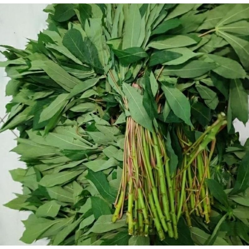 

daun singkong