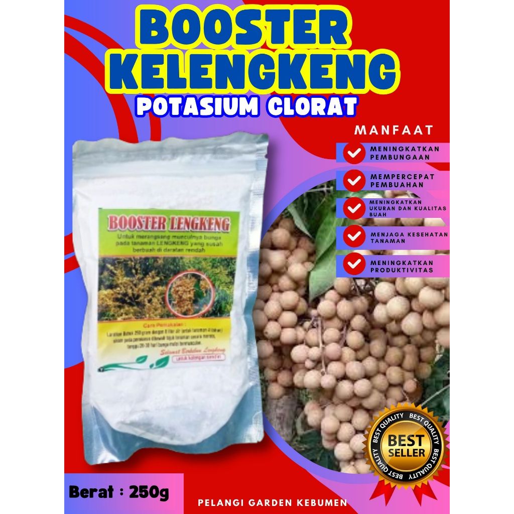 BEBAS JAMUR  Boster Kelengkeng Cangkok, Boster Kelengkeng Cangkok Batang Besar Berbuah, Boster Kelen