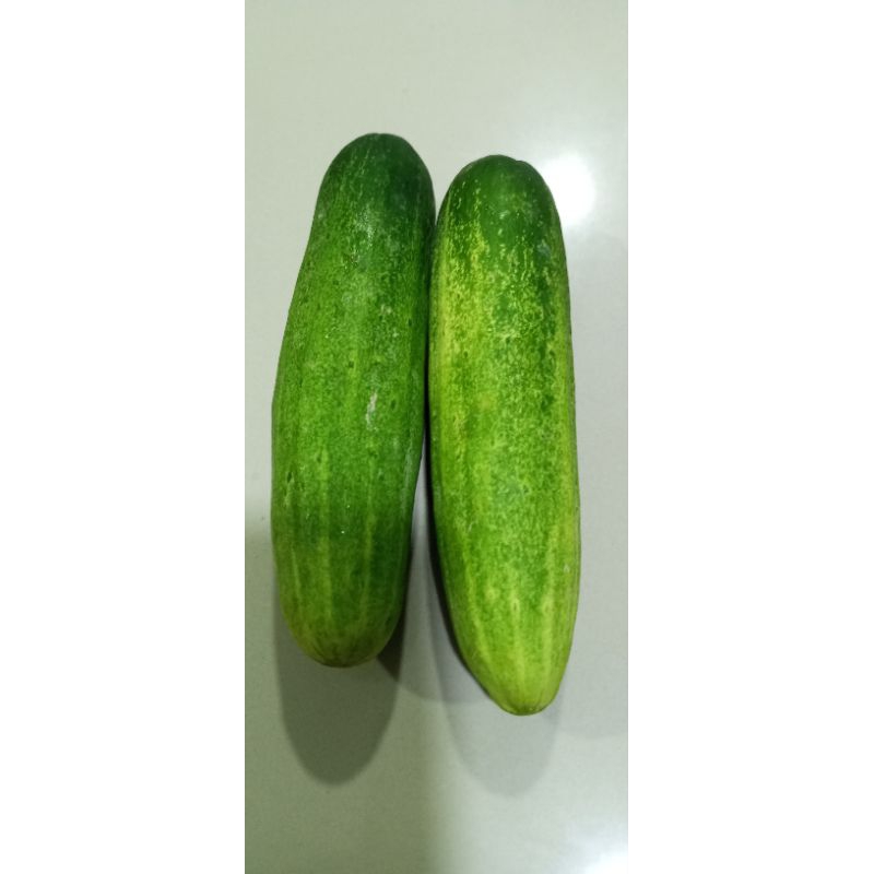 

mentimun harga per kg