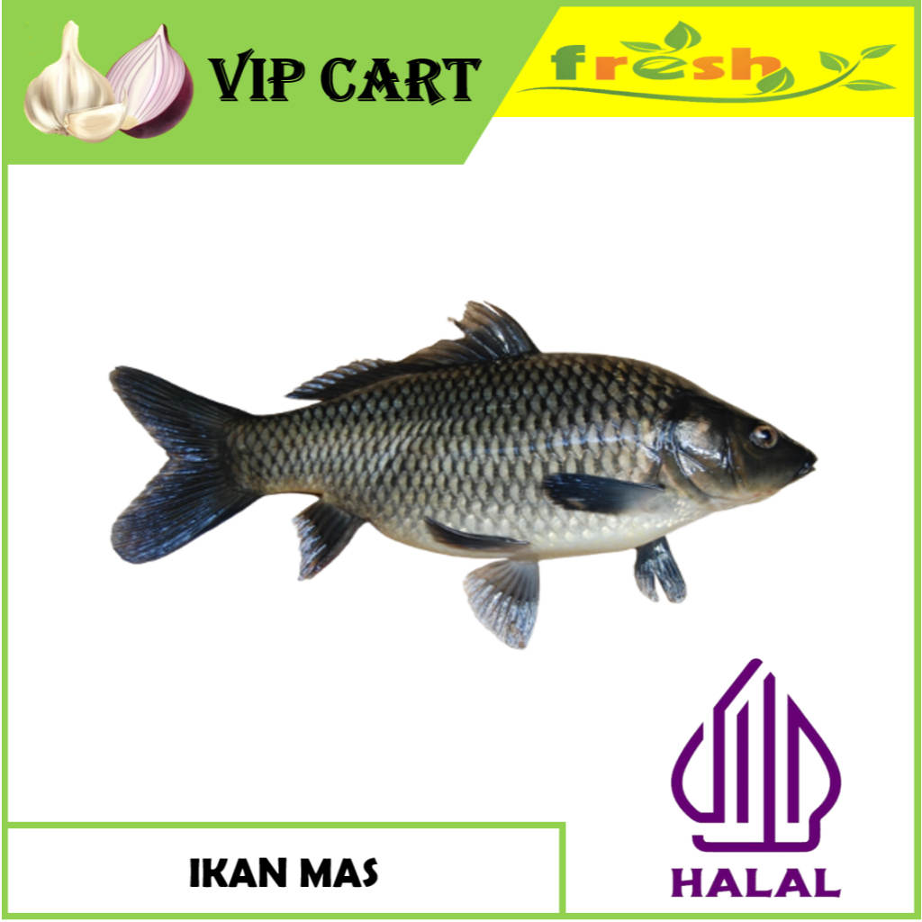 

IKAN MAS HIDUP SEGAR 1 KG