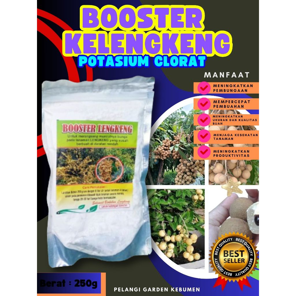 DIJAMIN ASLI  Boster Kelengkeng Bubuk, Boster Kelengkeng Berbuah
