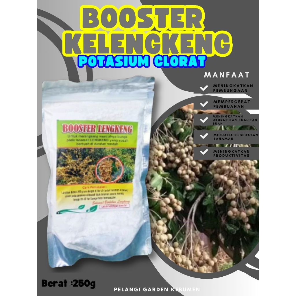 TERBAIK  Boster Kelengkeng Pingpong Berbuah, Boster Kelengkeng Puangray, Boster Kelengkeng Puangphet