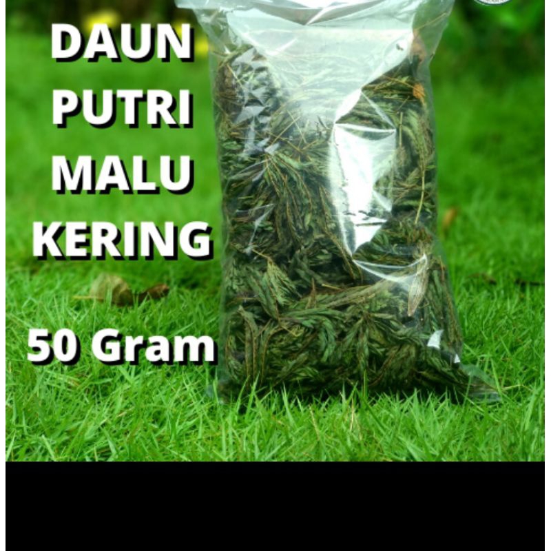 

daun putri malu kering obat herbal alami 50 gram siap kirim