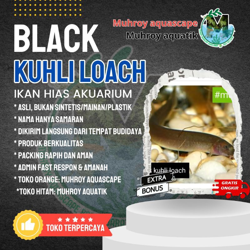 Hiasan Aquarium Stiker black Kuhli loach / Asli Bukan Sintetis Pembersih Lumut Aquascape