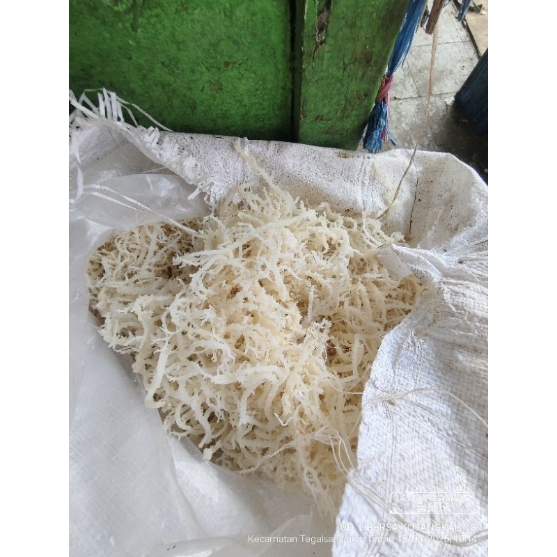 

RUMPUT LAUT SUPER