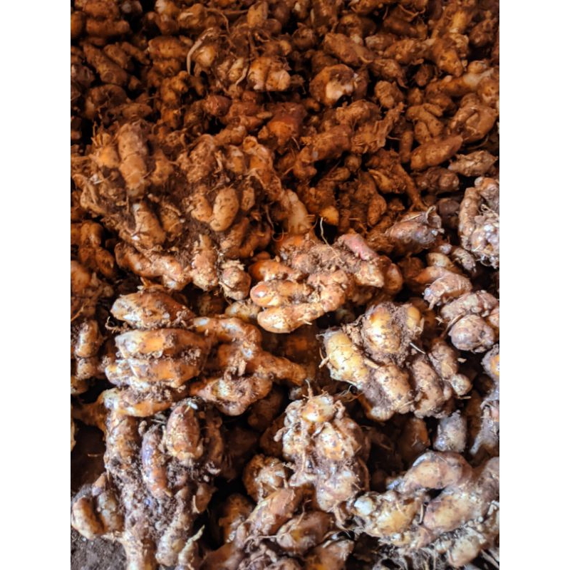 

kencur segar 1kg