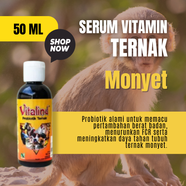 Vitamin hewan monyet vitamin monyet  vitamin monyetan  vitamin monyet hidup asli  vitamin cendet aga