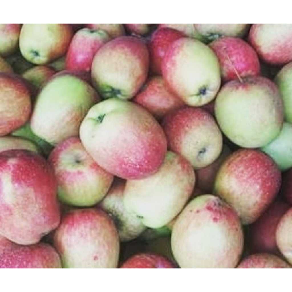 

Buah Apel Anna 1kg l Jbp_Fresh