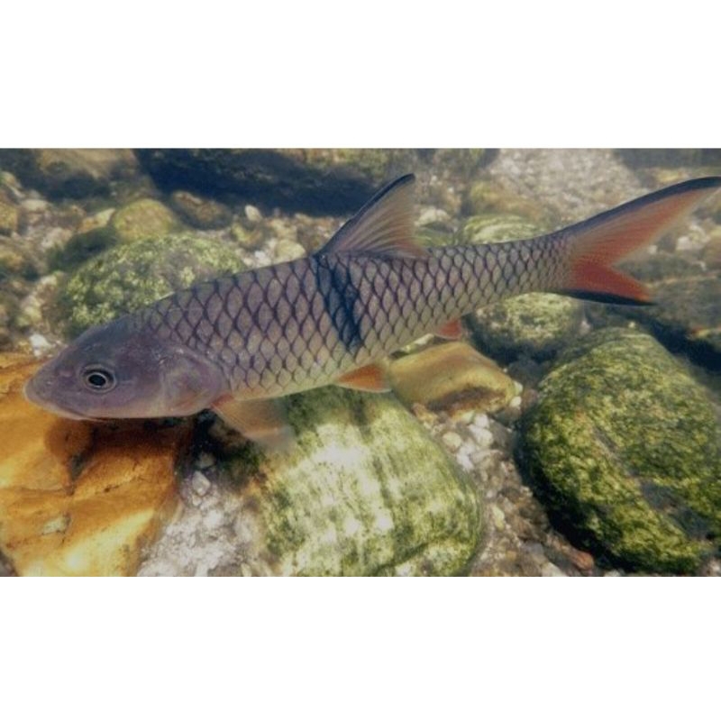 

ikan hampala 10-15 cm