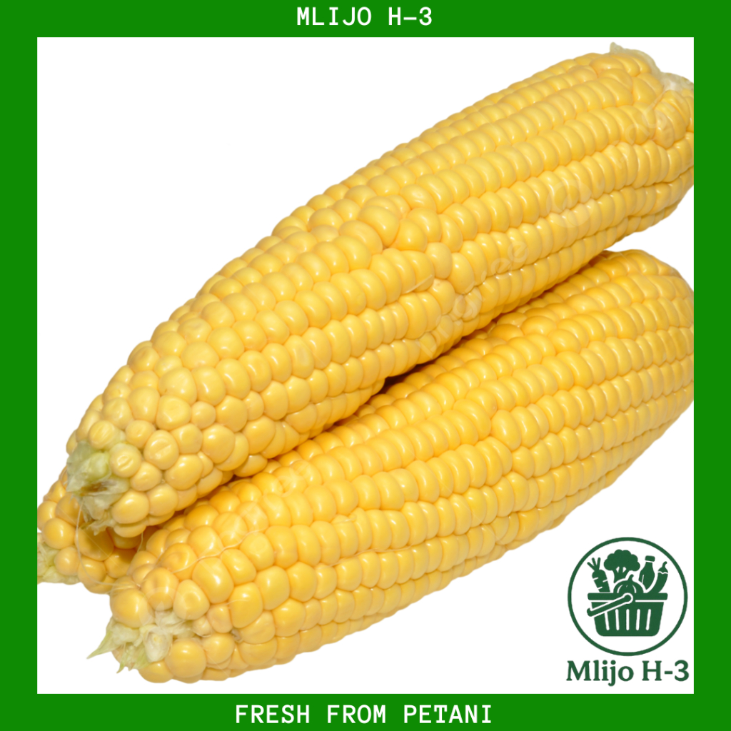 

Jagung Manis Segar Bersih, 500 gram