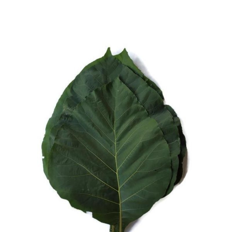 

Daun jati segar fress 500g order langsung petik