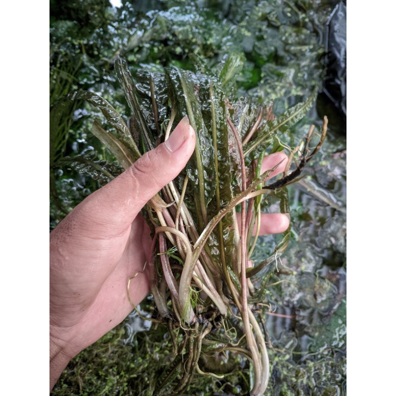 cryptocoryne balansai tanaman aquascape