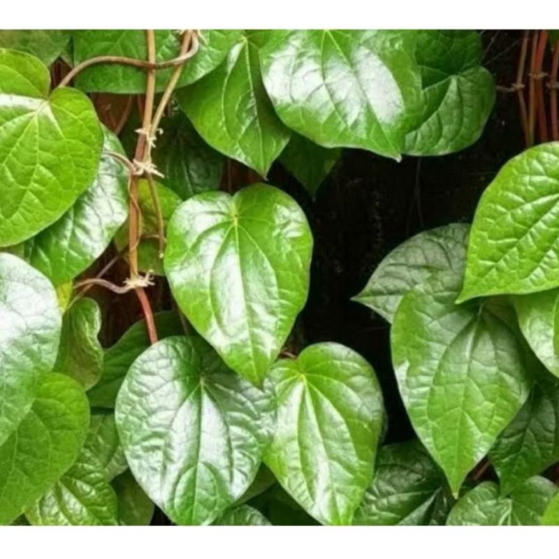 

DAUN SIRIH HIJAU SEGAR PER LEMBAR