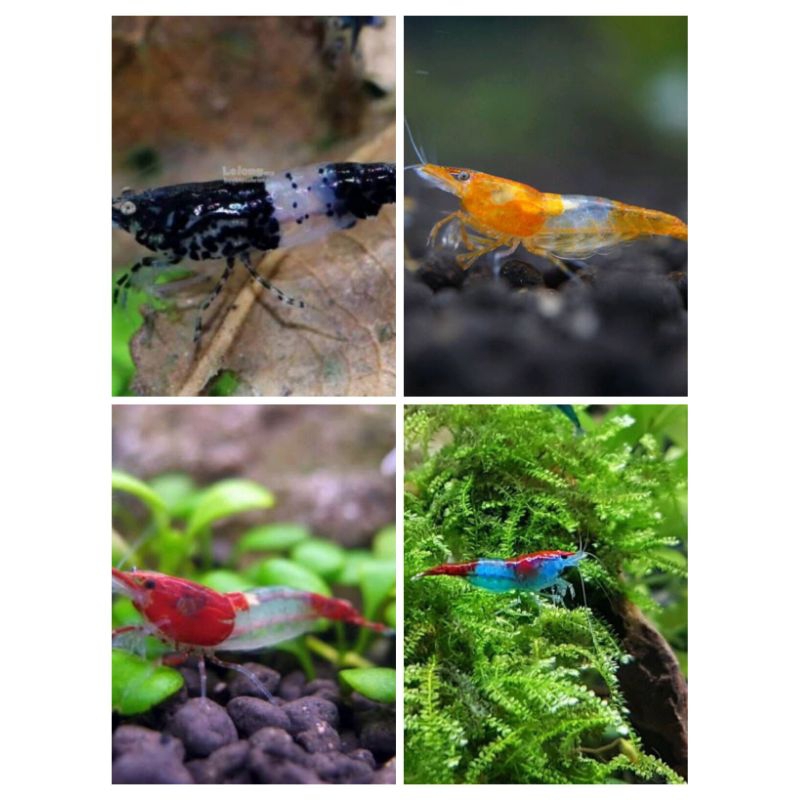 

udang hias paket rili 40 ekor uk dewasa