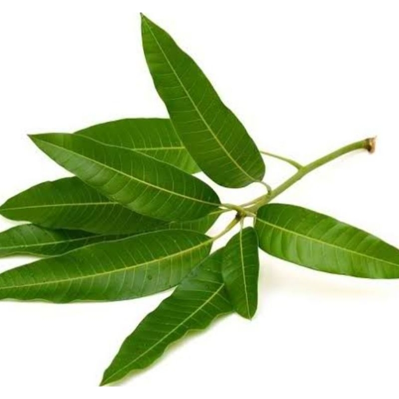 

Paket 1 kg daun mangga segar organik 1 kg