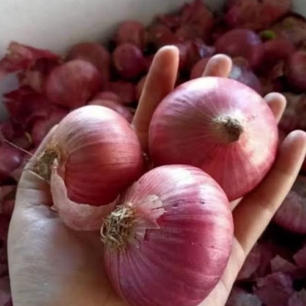 

( 1Kilo ) Bawang Merah India Jumbo Super | Bawang Import Gede