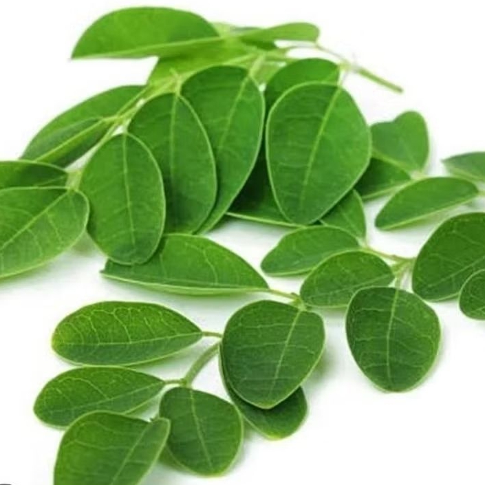 

Daun kelor segar organik petik langsung 100 tangkai-az