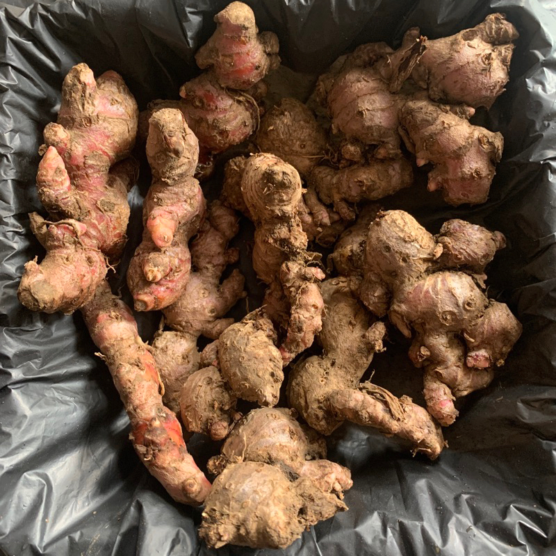 

Jahe Merah segar Rempahlu | Jahe Pedas Aromatik Asli lumajang