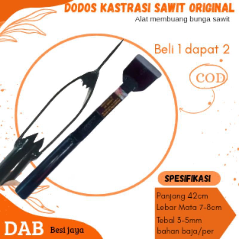 Raflezia Dodos Kastrasi Dodos Sawit Bahan Baja Asli